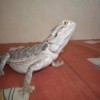 Vartotojo avataras
